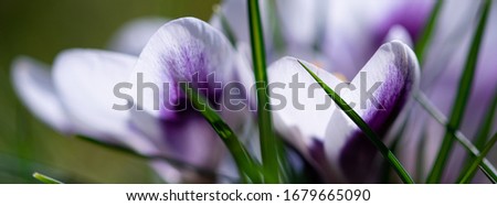 Spring crocus flower banner. Blooming purple white crocus in the spring garden with green leaves and brigt cheerful sun light. Artistic background with selective focus on petal edges.