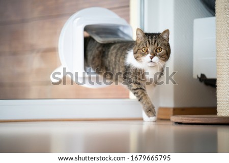tabby white british shorthair cat coming home entering room through cat flap in window looking at camera Royalty-Free Stock Photo #1679665795