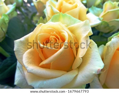 Rose bud with peach and cream petals in the garden