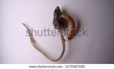 Mealworm larva on white background | larva for feeding carrion ( Lizard skeleton ) superworm | larva on white background - Stages of the meal worm  - the life cycle of a meal worm - super worm  