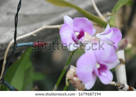 Bouquet of pink orchids with buds and beautiful blooming flowers used to decorate the garden