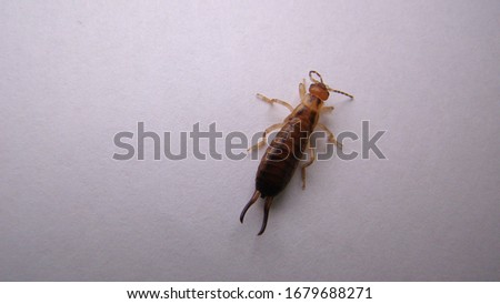 Close up of Earwig on a white background
insect isolated
Closeup earwigs
Earwigs will use their pincers to defend themselves. close up insect, insects, animals, animal, bug, bugs, wildlife wild nature