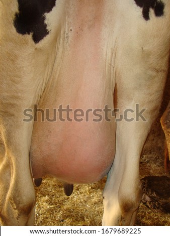 Mastitis, inflammation of the breast, abscess formation, infection.
Udder of the cow.
view from the back, animal diseases.
farm veterinarian.
surgery vet.
Veterinary medicine.
Pathology, farm animals Royalty-Free Stock Photo #1679689225