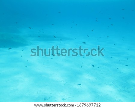 Underwater picture of Dozens of Damselfish in the blue Mediterranean Sea
