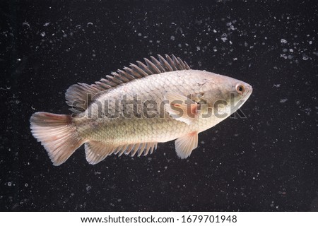Anabas testudineus (Climbing Perch) in Fish tank,dust in water