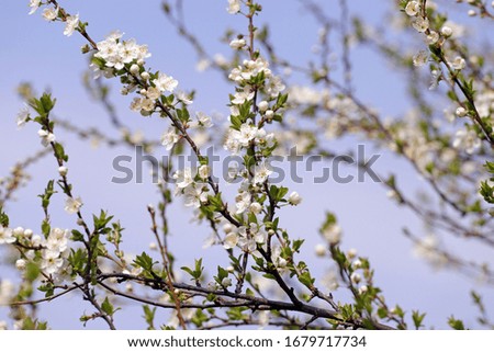 Blooming orchard tree in springtime. Tree blossom.