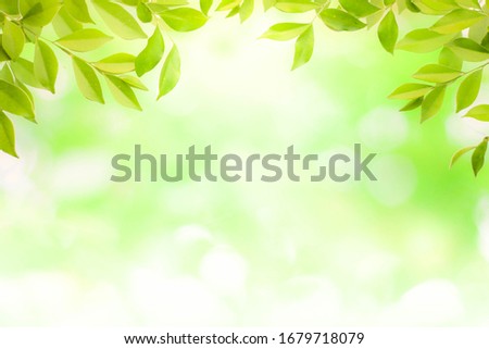 Green leaf and bokeh images