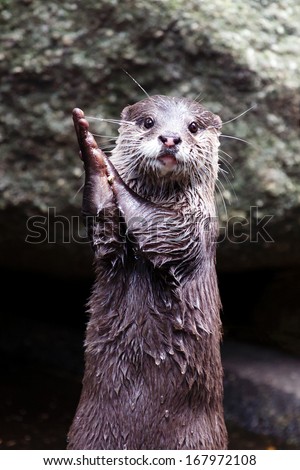 Otter clapping hands