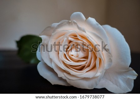 White rose closeup on black background wallpaper
