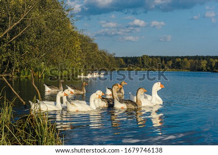 Family of geese swimming in water