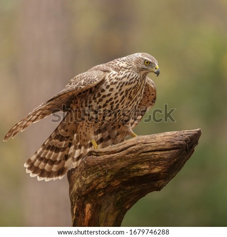 female goshawk with prey on a tree trunk in the forest, vrouwtje havik met prooi in het bos, Accipiter gentilis