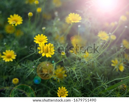Yellow flower fields with morning sunshine. This picture gives a fresh, bright feeling. Depth of field picture of flowers for background about beauty and cosmetic content on web site, advertising. 