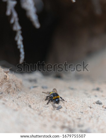 A bee on sand at the entrance of a cave. Shallow DoF.