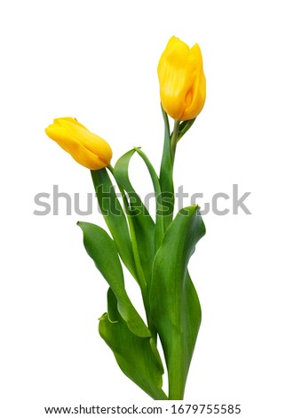 Bouquet of two beautiful yellow tulips on white isolated background