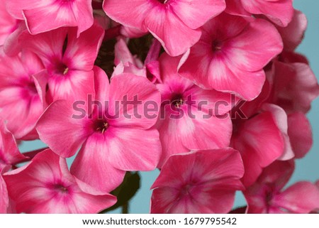 Fragment of the inflorescence of pink phlox, macro.