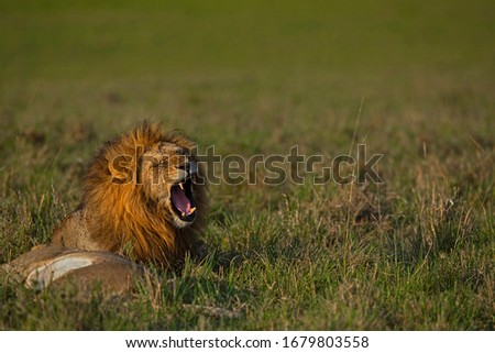 yawning lion at masai mara , kenya
