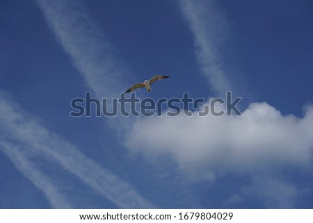 A beautiful shot of a seagull flying in a cloudy blue sky during daytime