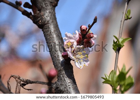 On a thin twig, tender buds and apricot flowers