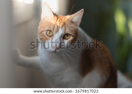 white cat and yellow brown eyes with its paw resting on the wall, look back