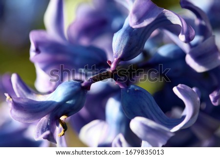Hyacinthus orientalis flower macro background high quality fifty megapixels asparagaceae family