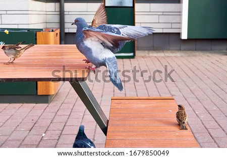 pigeon sits on a cafe table color