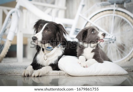 two gray border collie dogs lie in the studio on a white background