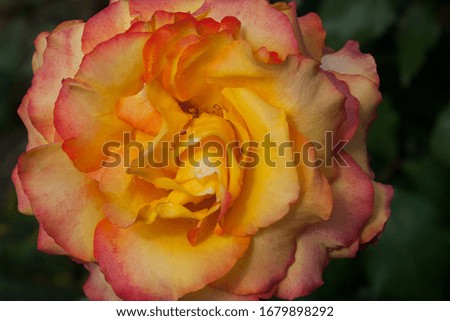 yellow pink rose macro close up