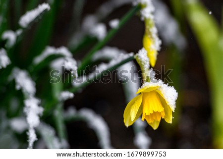 Flower of yellow Narcissius daffodil covered with snow.