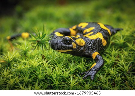 Fire salamander is a beautiful protected amphibian Royalty-Free Stock Photo #1679905465