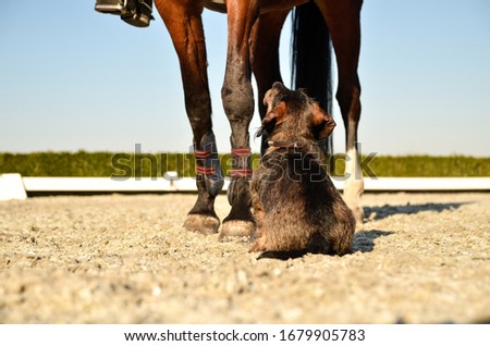 A cute, little dachshund dog sitting in front of a big, brown horse.