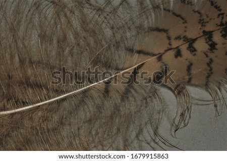 A beautiful brown owl feather