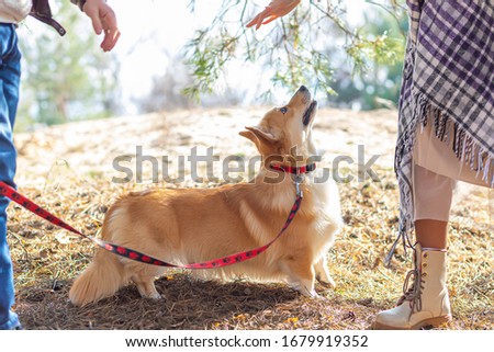 Corgi walks in a pine forest with a married couple. The concept of a good rest in sunny weather.