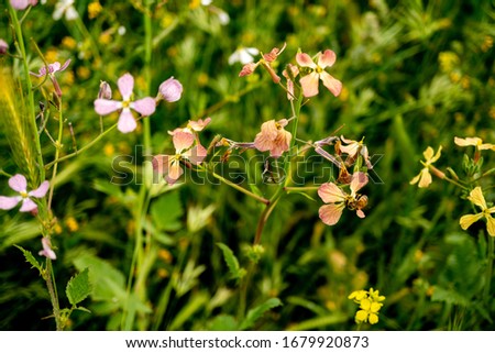 Jointed Charlock flowers in a field of leaves and marsh land