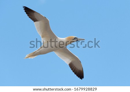 Northern gannet flying (Morus bassanus) Saltee Island, Ireland Royalty-Free Stock Photo #1679928829