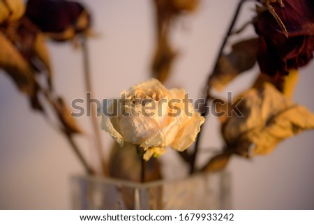 Dry roses on gray background