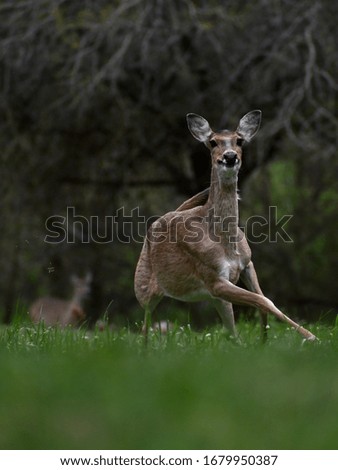 A white tailed deer running forward