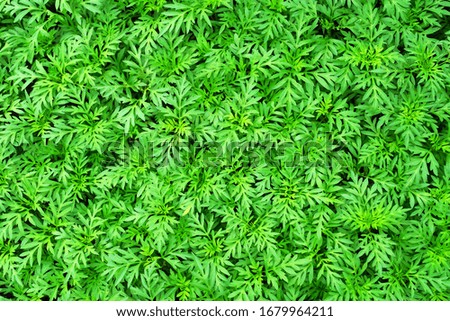 top view picture of natural fresh green leaves background. 