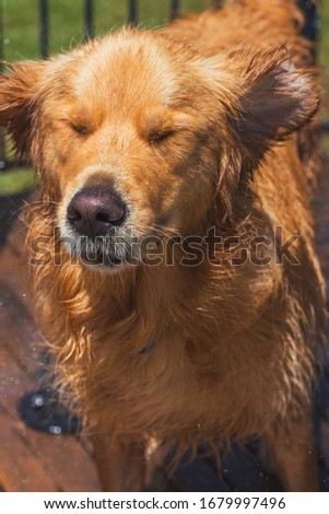 A funny picture of a Golden Retriever shaking water off after a big swim on a hot, sunny day.