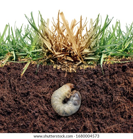 Lawn grub damage as chinch larva damaging grass roots causing a brown patch disease in the turf as a composite image isolated on a white background as a composite image. Royalty-Free Stock Photo #1680004573