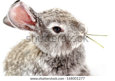 Cute gray rabbit isolated on white background