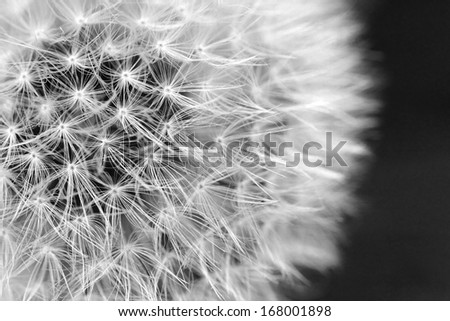The Dandelion background. Abstract dandelion seeds.