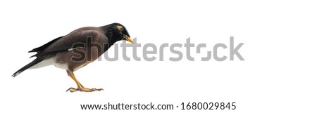Photo of Common Indian myna isolated in a white background