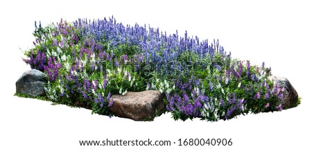 Flower and stone in garden isolated on white background. Garden flower part. Royalty-Free Stock Photo #1680040906