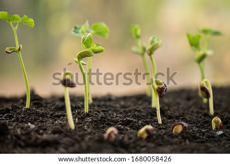 plant growing in morning light green nature bokeh background, new life, business financial progress cultivation. agriculture, horticulture. plant growth evolution from seed to sapling, ecology concept Royalty-Free Stock Photo #1680058426