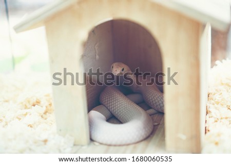 white cobra snake showing at the zoo