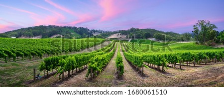Stunning vineyard in the Adelaide Hills, South Australia Royalty-Free Stock Photo #1680061510
