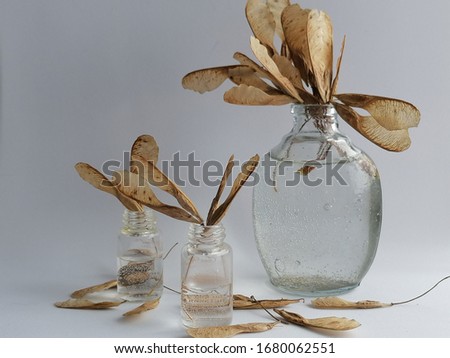 Dry flowers in mini vases on a white background.