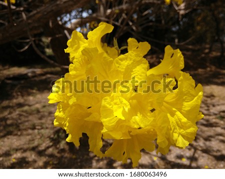 Glittering yellow tabebuia flowers Many background blur outdoor.