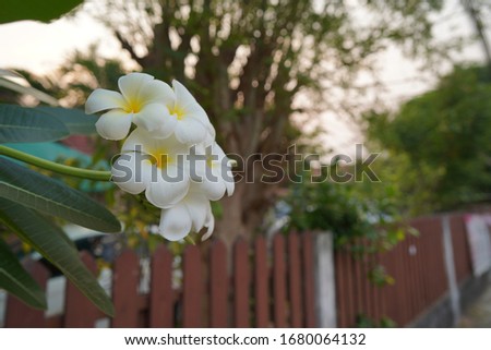 The Plumeria Plumeria Flowers And Leaves on the isolated zinc fence.