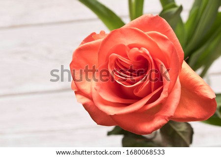 Fresh beautiful rose. Close up. Concept image for a greeting card